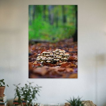 Märchenhafte Pilze im Herbstwald