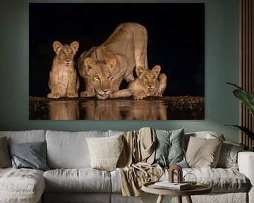 Een leeuwin met twee welpjes bij een drinkplaats in de nacht