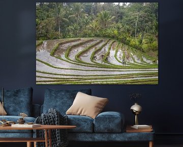 Rizières en terrasses fraîches et vertes à Bali, Indonésie sur Fotos by Jan Wehnert