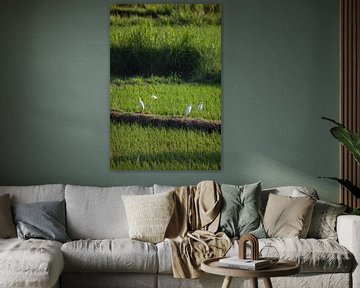 Fresh green rice terraces in Bali, Indonesia by Fotos by Jan Wehnert