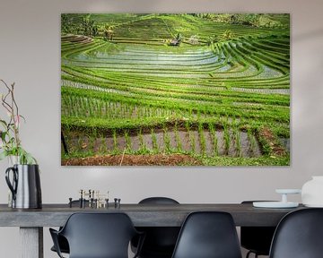 Grüne frische Reisterrassen auf Bali, Indonesien von Fotos by Jan Wehnert