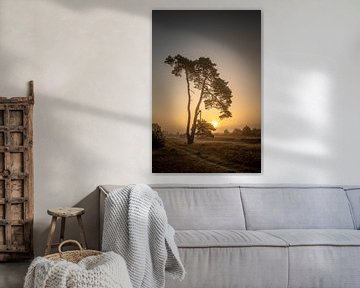 Striking tree on the Aekingerzand near Appelscha by KB Design & Photography (Karen Brouwer)