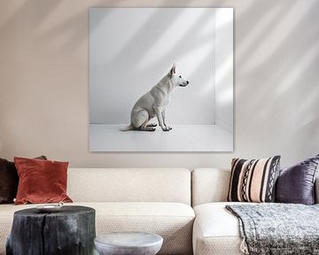 Hond voor een witte muur van Hans-Jürgen Flaswinkel