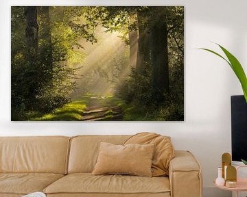 Stimmungsvolles Licht in den Wäldern von Jolanda de Leeuw