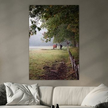 Horses in the meadow