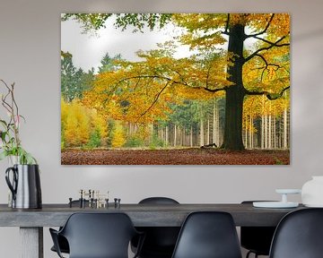 Beech tree in autumn by Corinne Welp