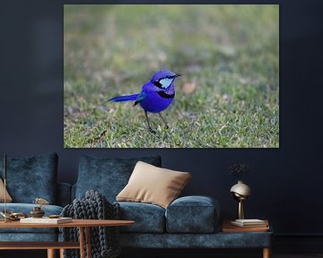 Rhapsody in blue: a male Splendid Fairy-wren  (Malurus splendens) by Rini Kools