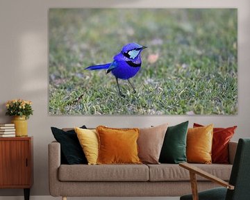 Rhapsody in blue: a male Splendid Fairy-wren  (Malurus splendens) by Rini Kools