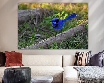 Rhapsodie en bleu : un mâle de la fée splendide (Malurus splendens) sur Rini Kools
