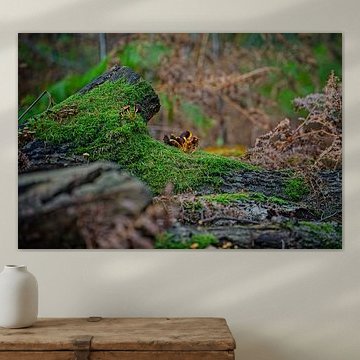 Venlo | Herbstfarben des Schwarzwassers