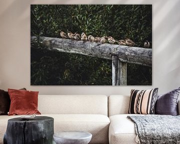 Sparrows on a fence in Swedish Lapland by Merlijn Arina Photography