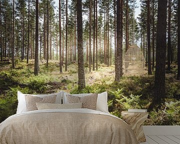 Typical Swedish forest with morning sun by Merlijn Arina Photography