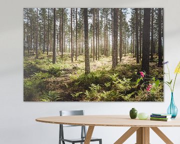 Typical Swedish forest with morning sun by Merlijn Arina Photography