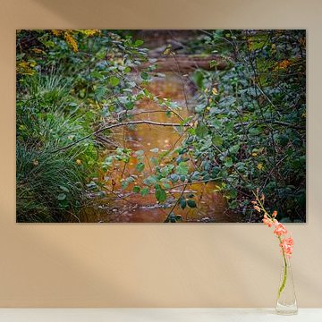 Herbstfarben des Schwarzwassers