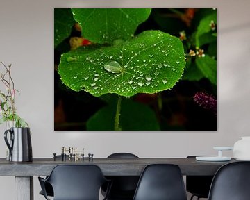 Lotus effect on the nasturtium