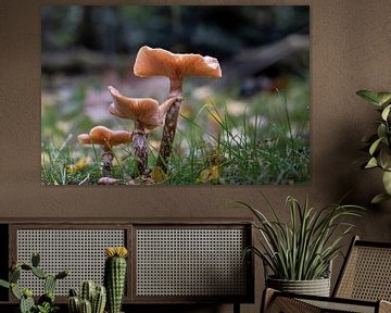 Mushroom in autumn by Memories for life Fotografie