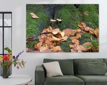 Two mushrooms at the base of a tree with autumn leaves by W J Kok