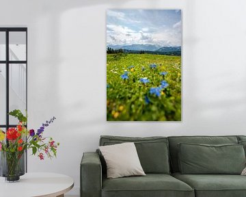 Vue avec pissenlit sur les Alpes d'Allgäu et le Kleinwalsertal sur Leo Schindzielorz