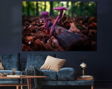 Mooi paarse paddenstoelen in de natuur van Chi
