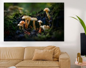 Familie kleine paddenstoelen in het bos van Chi