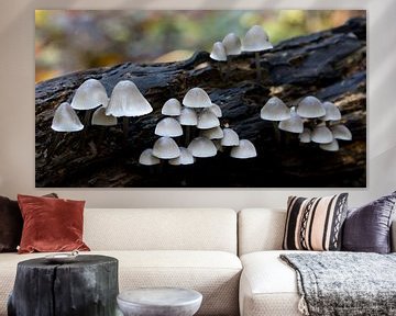 Mushrooms pale yellow Mycena or flavoalba on a tree stump in autumn by W J Kok