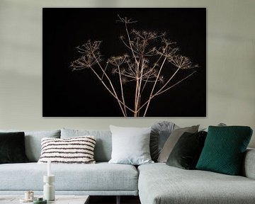 Dried umbellifer against black background by Mayra Fotografie