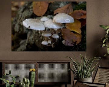 A fly rests on an ivory mushroom or Hygrophorus eburneus by W J Kok