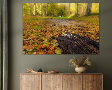 Old tree stump with white mushrooms point the way to autumn colours in the beech forest by Bram Lubbers