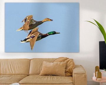 pair of ducks in flight