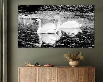 pair of swans in the water by Johan van der Linde