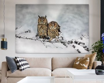 Long-eared owl duo