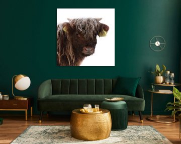 Scottish Highlander Kalb von PeetMagneet