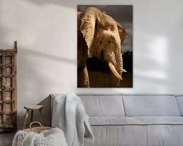 Elephant portrait by Beeldpracht by Maaike