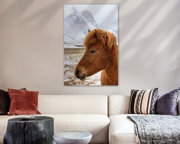 Isländisches Pony in der Winterlandschaft in Island