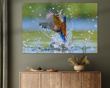 IJsvogel - IJsvogel komt uit het water met een zojuist gevangen vis van IJsvogels.nl - Corné van Oosterhout