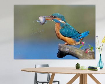 Kingfisher - Dinnertime! by Kingfisher.photo - Corné van Oosterhout