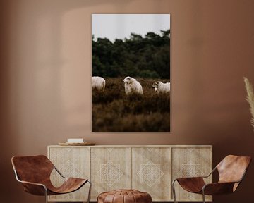 Heide schapen van Inge Pieck