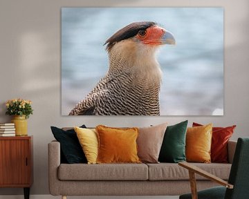 The crested caracara by Laurine Hofman