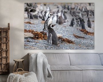 The Humboldt penguin colony by Laurine Hofman