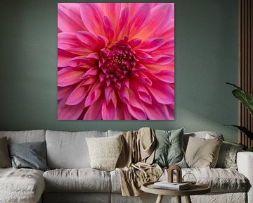 dahlia in bloei van PeetMagneet