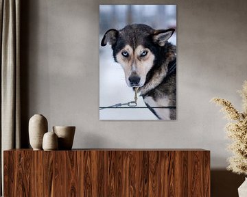 Blue-eyed husky in Finnish Lapland by Eva Cameron