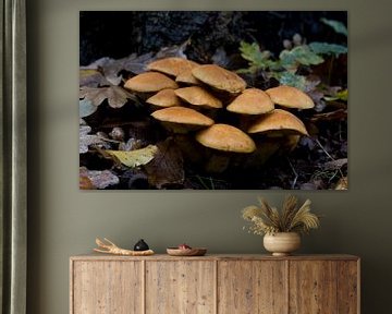 Closeup van een groep paddestoelen de prachtvlamhoed of Gymnopilus junonius een paddenstoel uit de familie Hymenogastraceae, deze soort is vrij algemeen voorkomend in de herfst van W J Kok