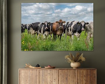 Curious pied cows on their way to the barn by Yvonne van Driel