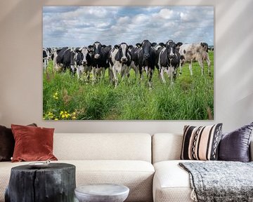 Black Pied cows in the meadow in a row by Yvonne van Driel