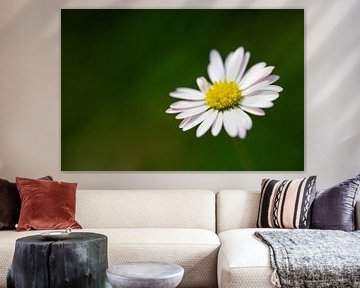 Madeliefje (Bellis perennis) van Siousias Photography