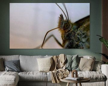 Knoopkruidparelmoervlinder (Melitaea phoebe) van Siousias Photography