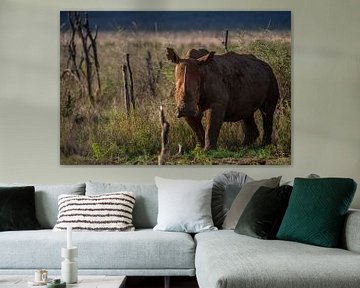 Rhinocéros africain sur Jorick van Gorp