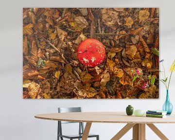 Fly agarics in Drenthe by Reinier Holster