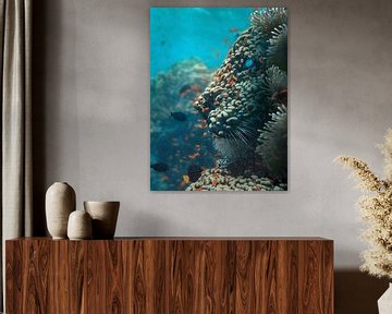 Lion Shaped Coral Reef - Underwater Seabed Wall Art by Martijn Schrijver