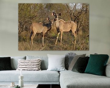 These kudu's are watching you! van Linda Vervoort